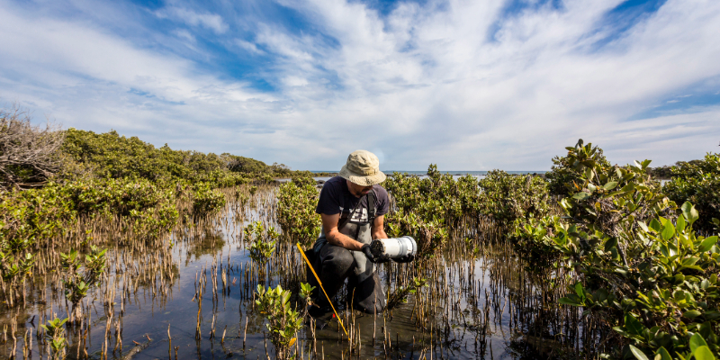 Man working on Australian Wetlands