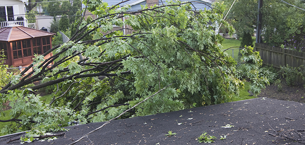 Downed tree