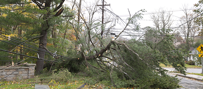 Árbol caído debido al daño causado por la tormenta 